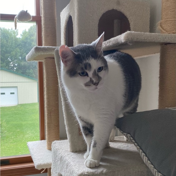 Meet your Posher, Sara - Picture 8 of 9